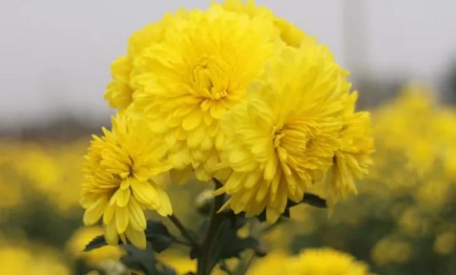 千畝云臺冰菊盛開，誠邀您蒞臨免費參觀！